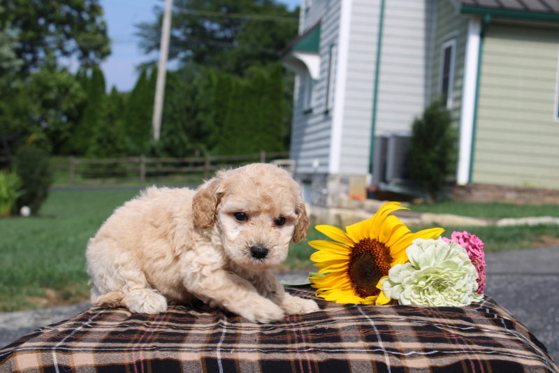 puppy, for, sale, Mini Goldendoodle F1, Matthew B. Stoltzfus, dog, breeder, Gap, PA, dog-breeder, puppy-for-sale, forsale, nearby, find, puppyfind, locator, puppylocator, aca